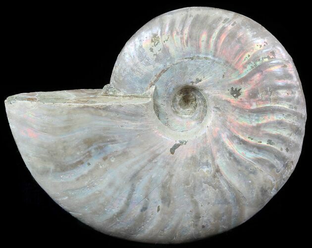 Silver Iridescent Ammonite - Madagascar #51491